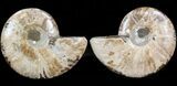 Polished Ammonite Pair - Agatized #41175-1